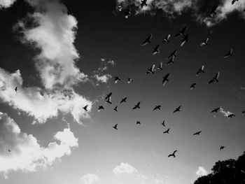 Low angle view of silhouette birds flying in sky