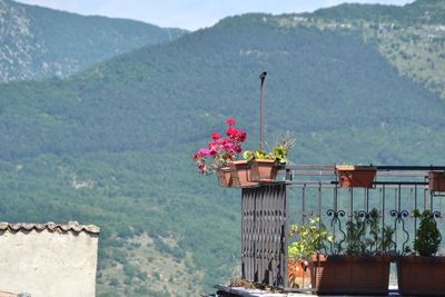 Close-up of potted plant against mountains