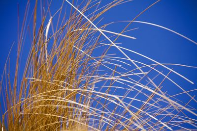 Low angle view of plants against blue sky