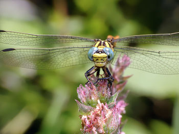 Close-up of dragonfly on flower