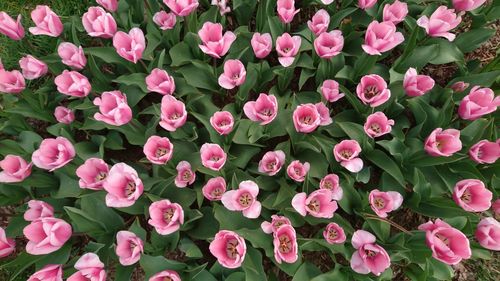 Close-up of pink flowering plants