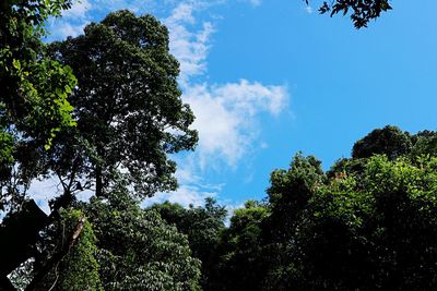 Low angle view of trees against sky