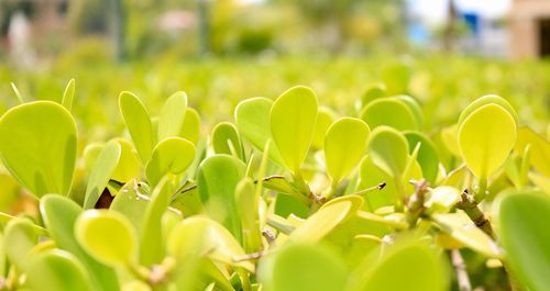 Close-up of yellow flowering plants on field