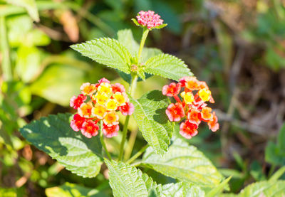 Close-up of red flowering plant