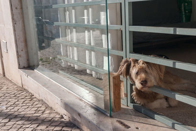 Portrait of dog seen through window