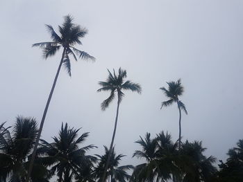 Low angle view of coconut palm trees against clear sky