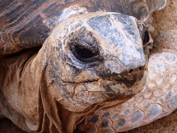 Close-up of tortoise