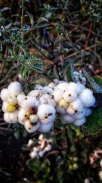 Close-up of white flowers growing on plant