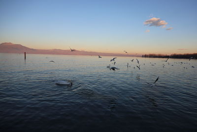 Ducks swimming in lake