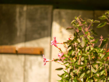 Close-up of pink flowering plant