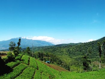 Scenic view of field against blue sky