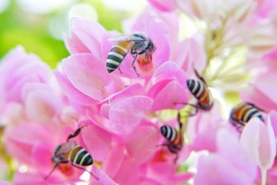 Close-up of bee pollinating on pink flower