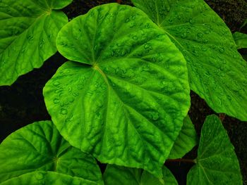 Close-up of wet leaves