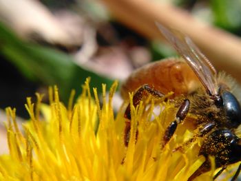 Close-up of bee on yellow flower