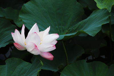 Close-up of pink lotus water lily