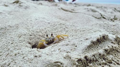 Close-up of crab on beach