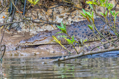 Close-up of crocodile in water