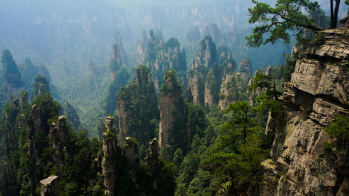 Panoramic view of trees in forest