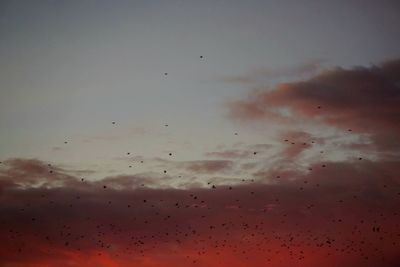 Low angle view of birds flying in sky