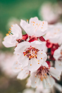 Close-up of white cherry blossom