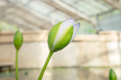 Close-up of lotus water lily