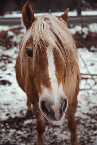 Close-up of a horse on field