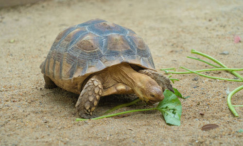 Close-up of a turtle on ground