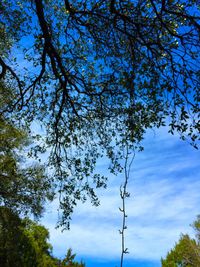 Low angle view of trees against blue sky