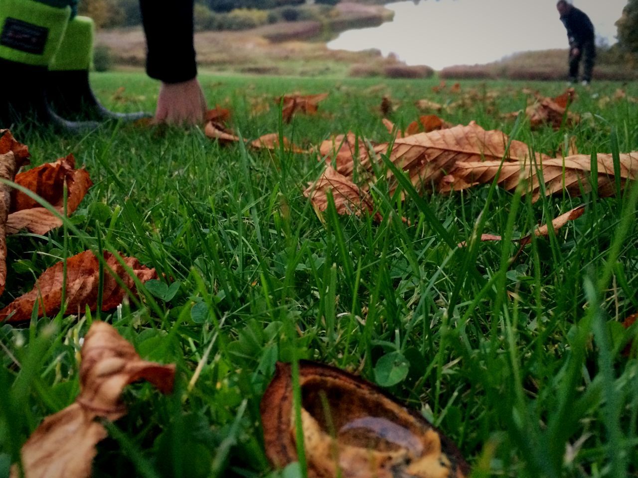 grass, field, leaf, low section, autumn, grassy, person, unrecognizable person, lifestyles, dry, men, food and drink, part of, food, leisure activity, leaves