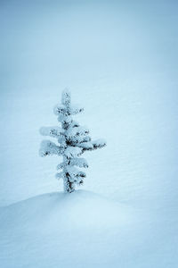 Tree on snow covered field against clear blue sky