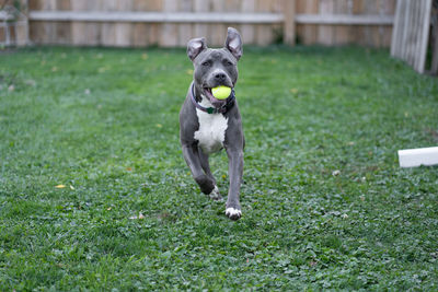 Pit bull puppy running in grass with tennis ball in her mouth