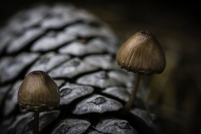 Close-up of mushroom