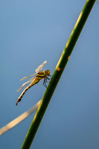 Close-up of insect on plant against clear blue sky