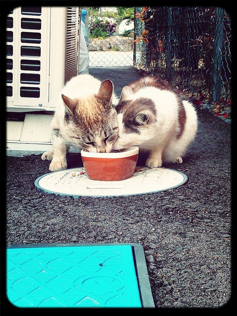 animal themes, one animal, domestic animals, pets, transfer print, mammal, domestic cat, full length, bird, auto post production filter, cat, wildlife, zoology, relaxation, street, outdoors, sidewalk, building exterior, no people, day