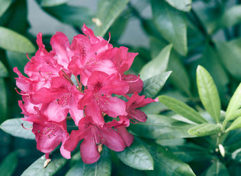 Close-up of pink rose flower