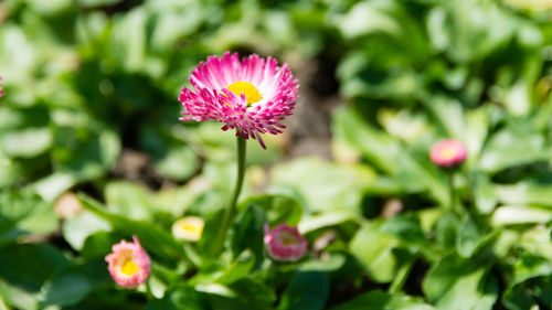 Close-up of pink flowering plant