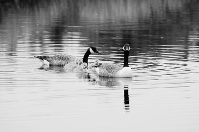 Ducks swimming in lake