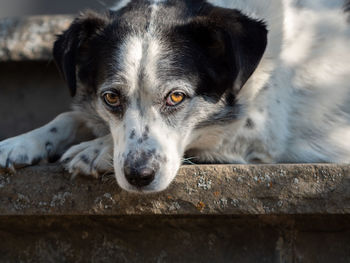 Close-up portrait of dog resting on wood