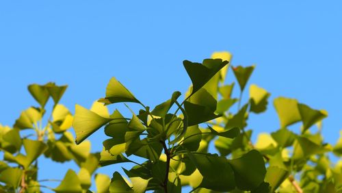 Low angle view of yellow flowering plant against clear blue sky