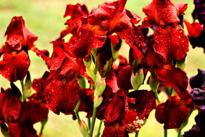 Close-up of red flowering plants