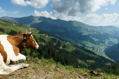 Cow sitting on mountain against sky