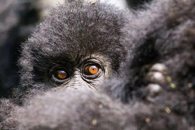 Close-up of monkey