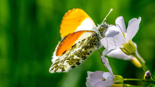 Close-up of butterfly perching on flower