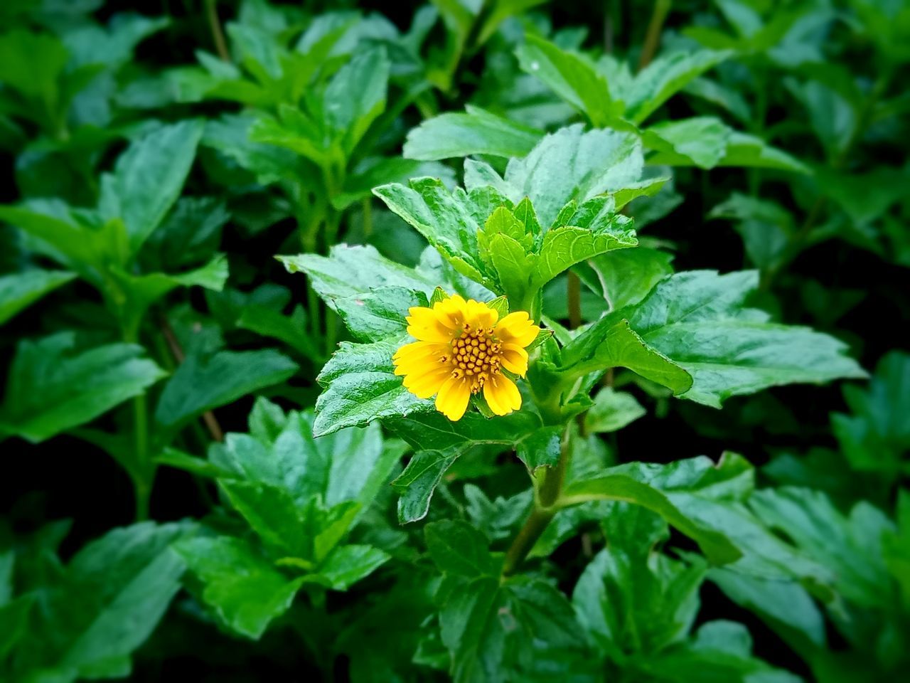 CLOSE-UP OF FLOWERING PLANTS
