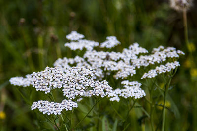 Close-up of white flowering plant