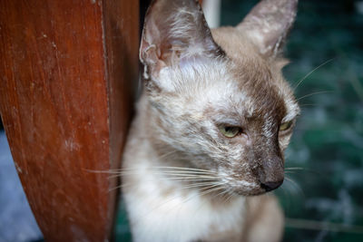 Close-up of a cat