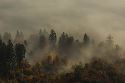 Trees in forest against sky during autumn