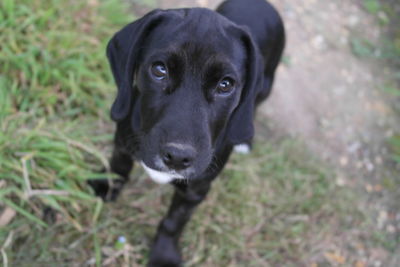 Close-up portrait of black dog on field