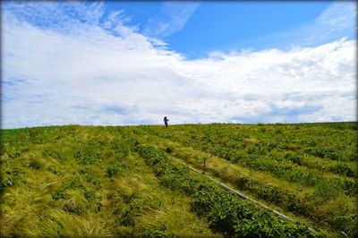 Scenic view of grassy field against sky