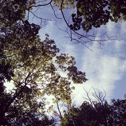 Low angle view of trees against sky